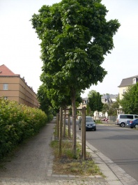 Straenbaum im Jahr 2008 