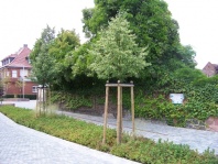 Straenbaumpflanzung 2008